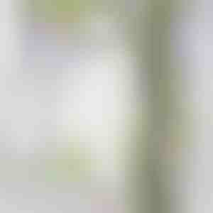 Umelá kvetinová réva vistérie | WISBLOOM